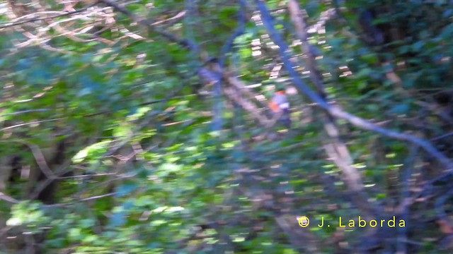 hýl obecný - ML644401190