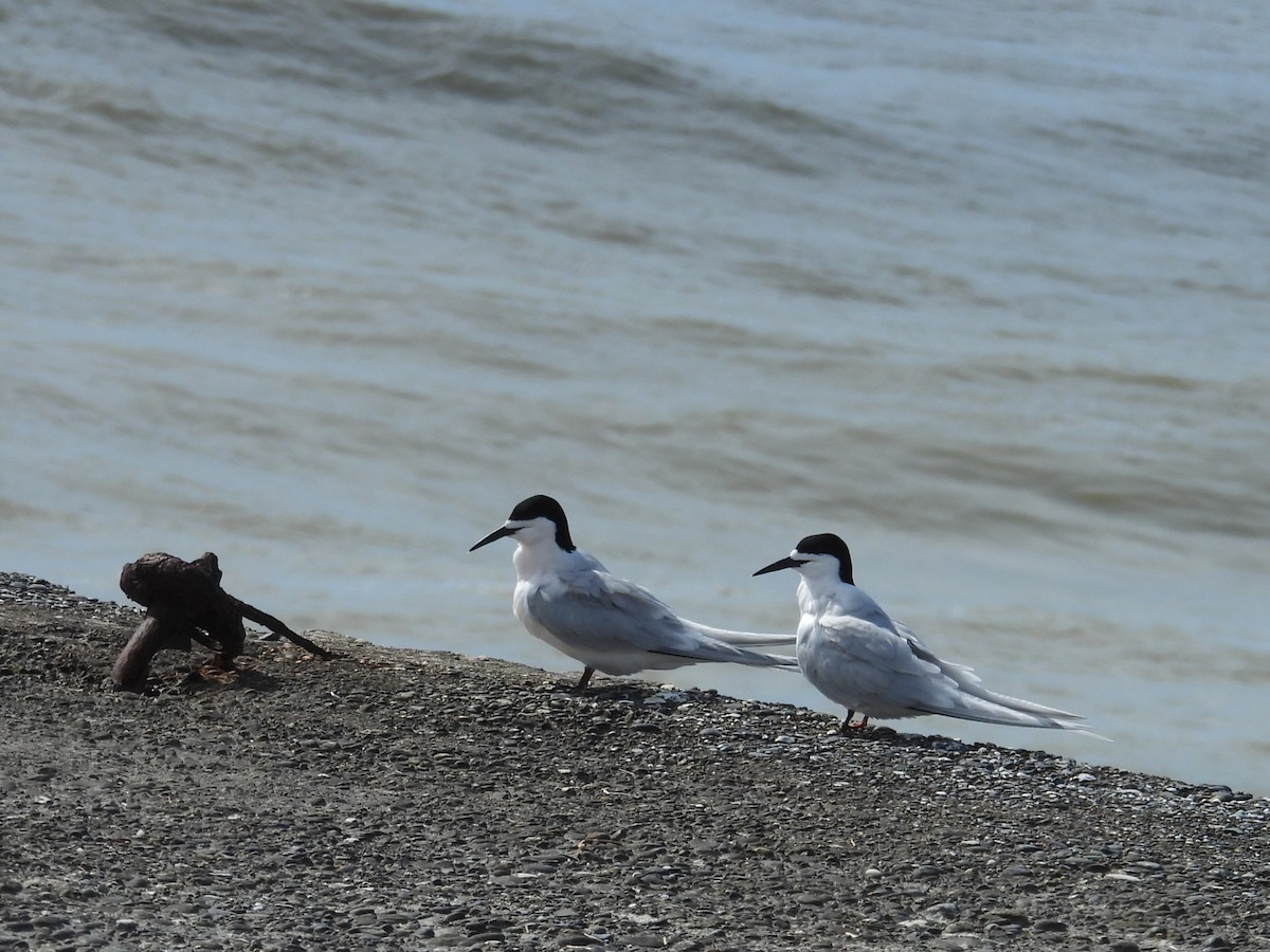 White-fronted Tern - ML644401191