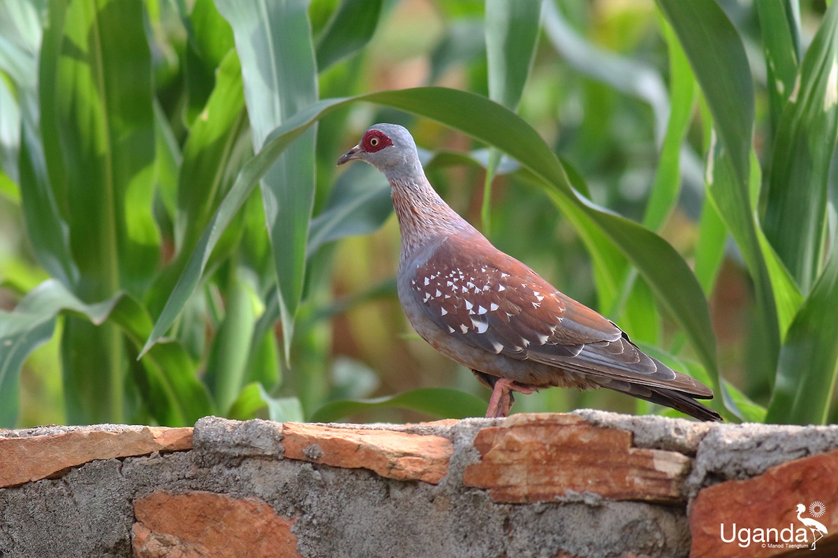 Speckled Pigeon - ML644401203