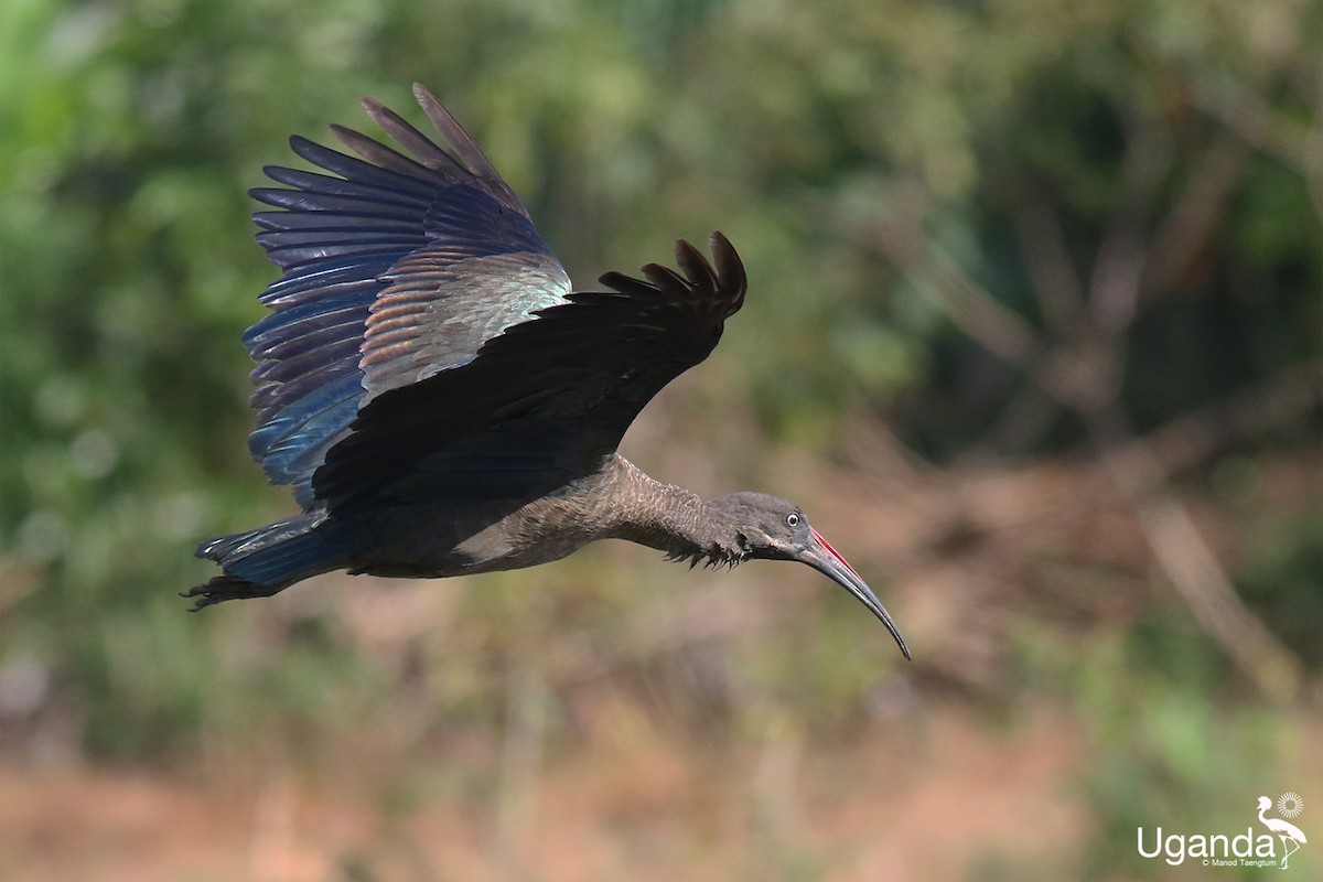 Hadada Ibis - ML644401211