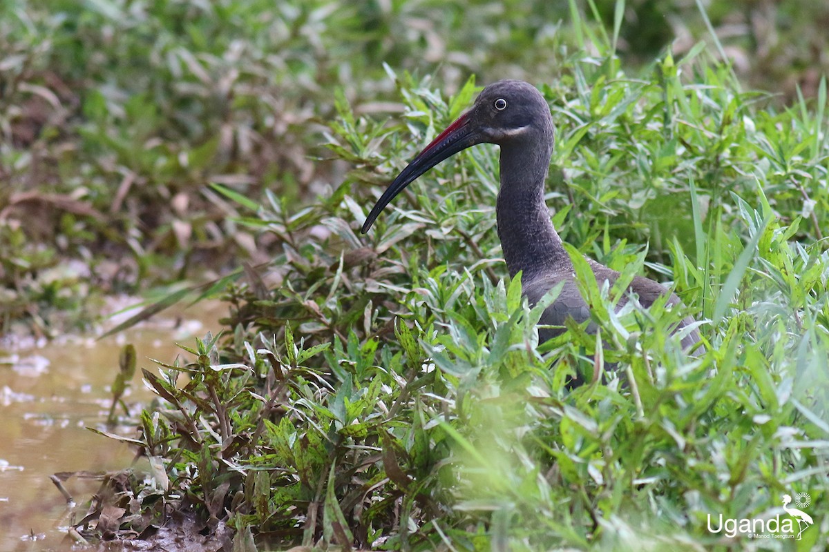 Hadada Ibis - ML644401212