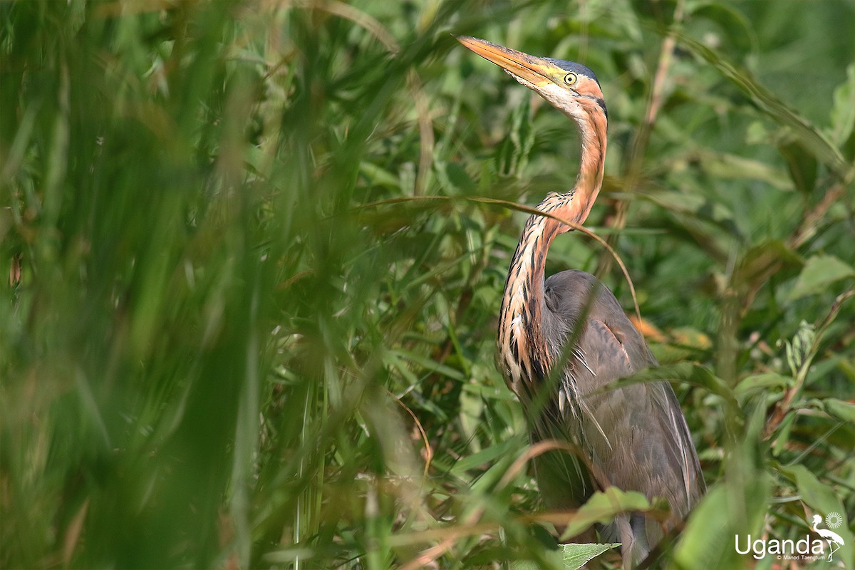 Purple Heron - ML644401213