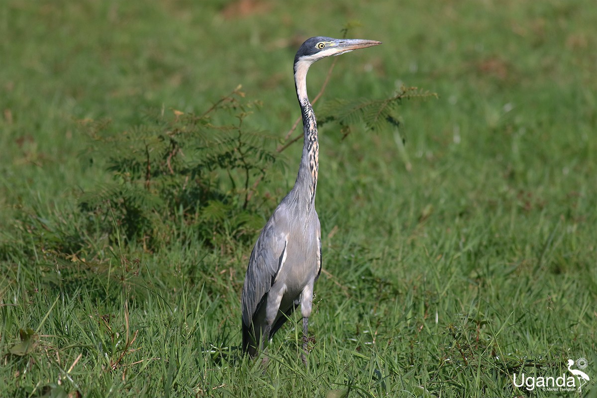 Black-headed Heron - ML644401216