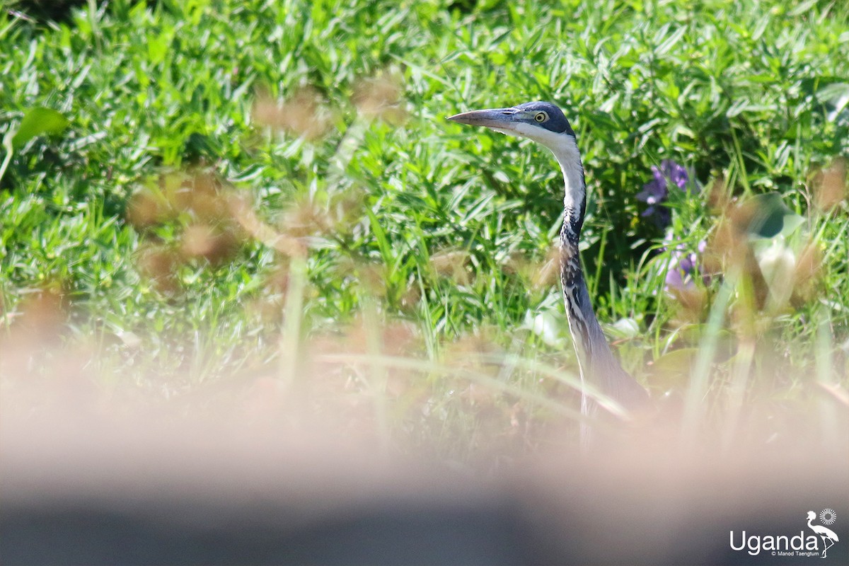 Black-headed Heron - ML644401217