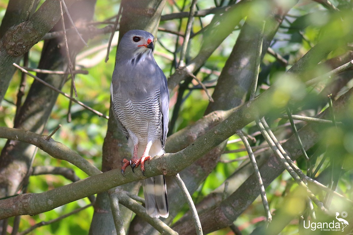 øglehauk - ML644401219