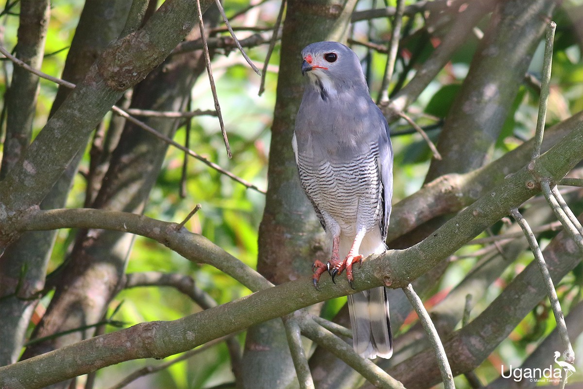 øglehauk - ML644401220