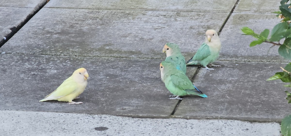 Rosy-faced Lovebird - ML644401221