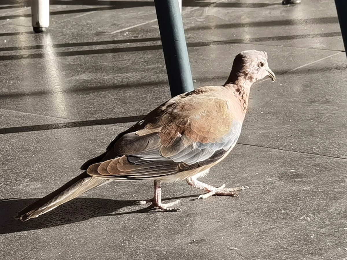 Малая горлица - ML644401223