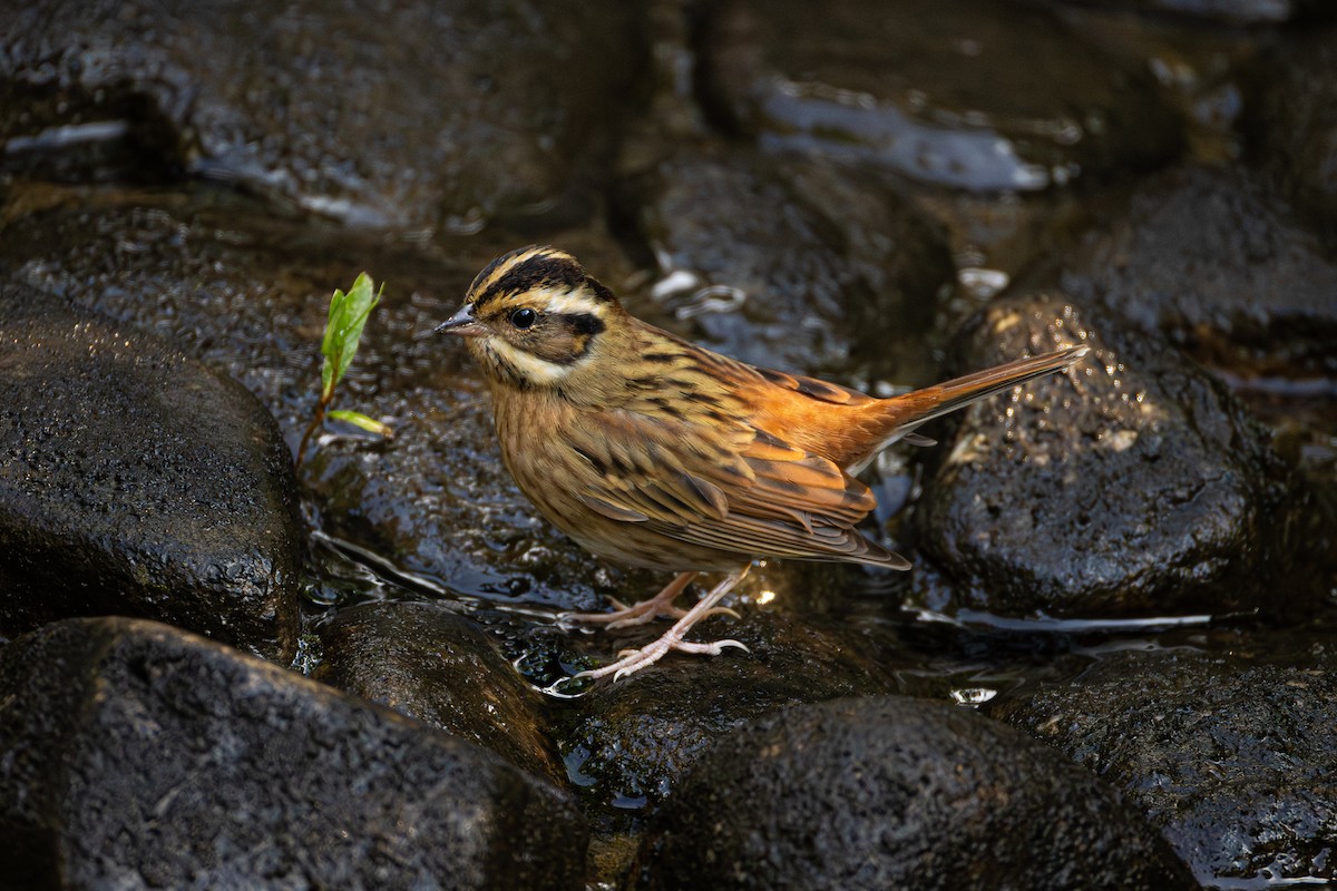 Самнаа хөмрөг - ML644401228