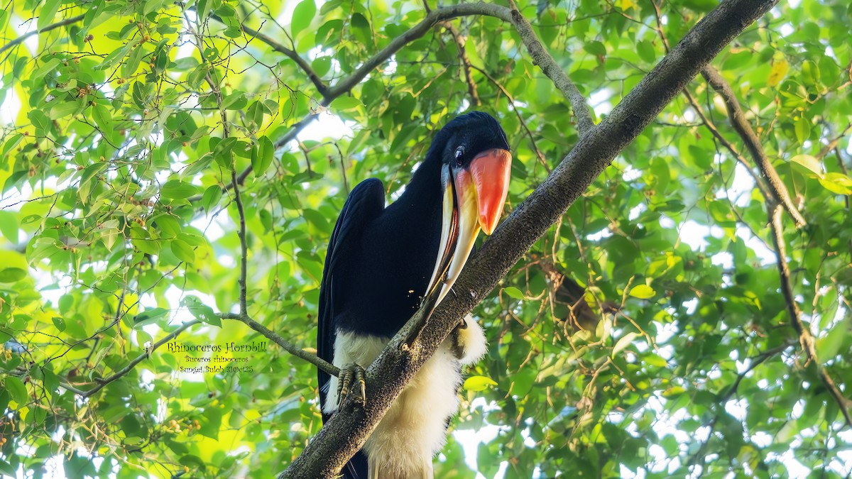 Rhinoceros Hornbill - ML644401229