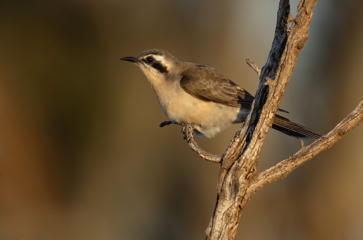 Black-eared Cuckoo - ML644401230