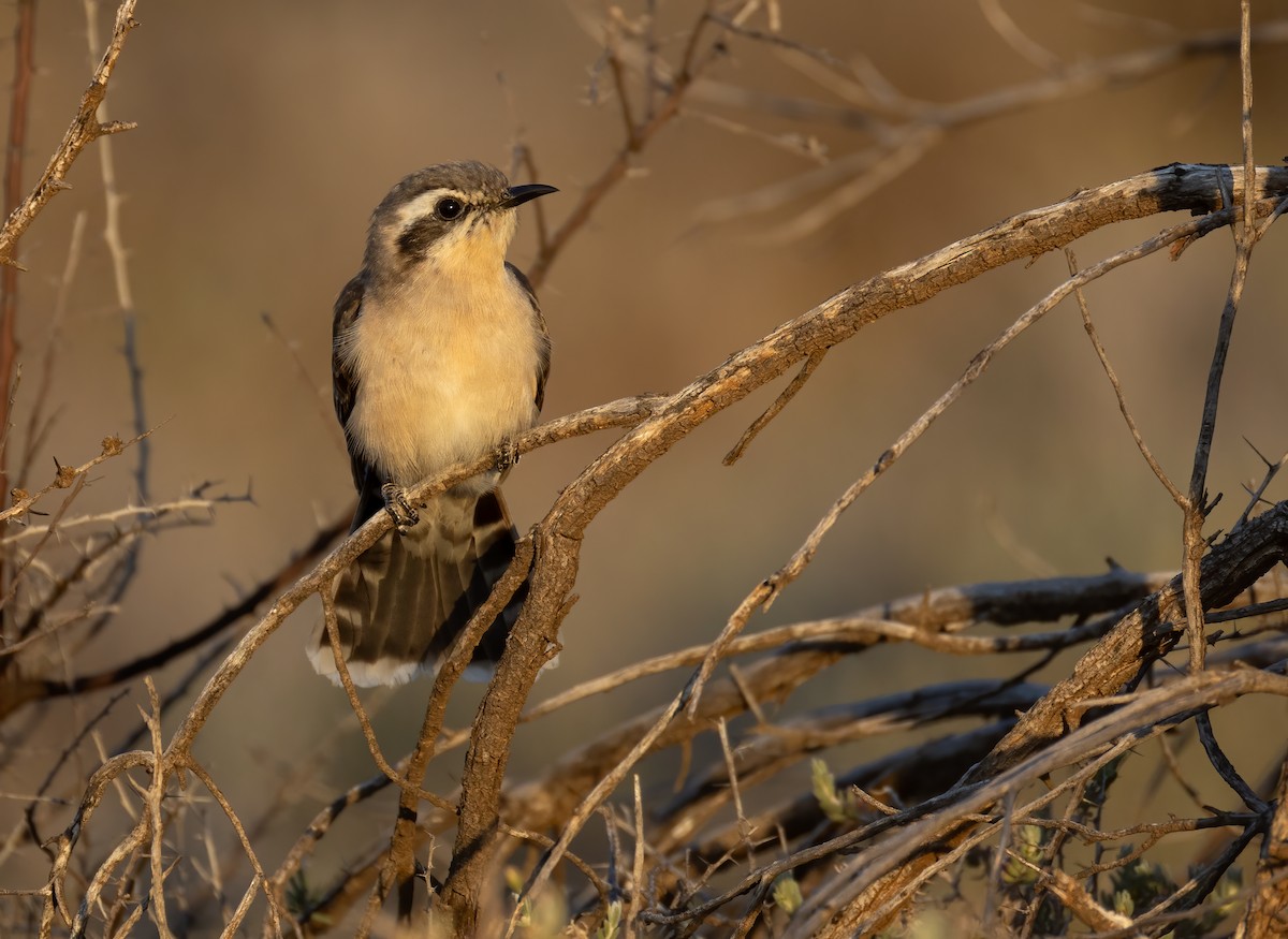 Black-eared Cuckoo - ML644401231