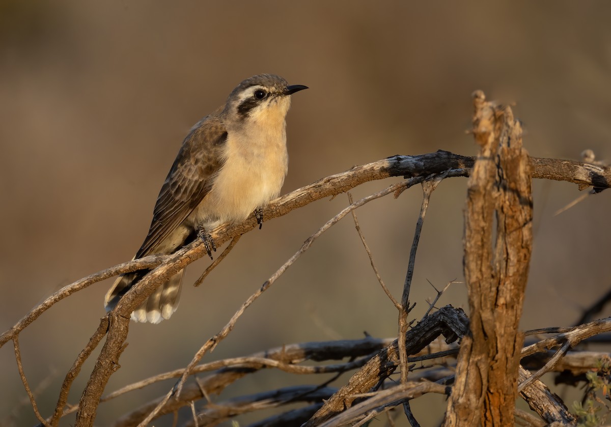 Black-eared Cuckoo - ML644401232