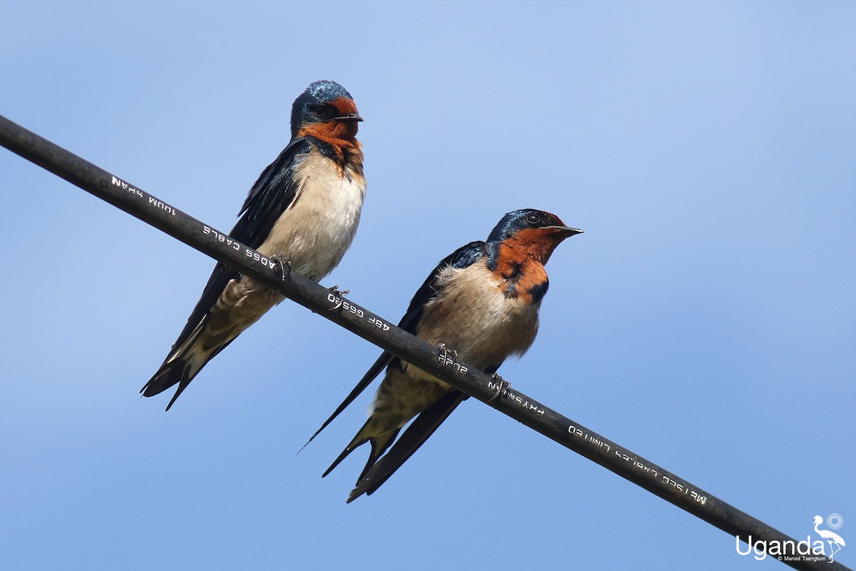 ハイバラツバメ - ML644401244