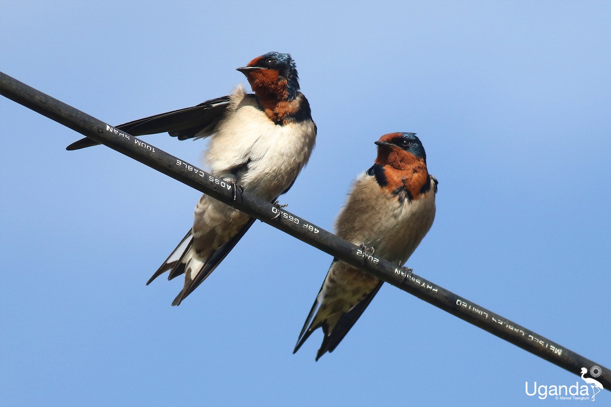 ハイバラツバメ - ML644401245