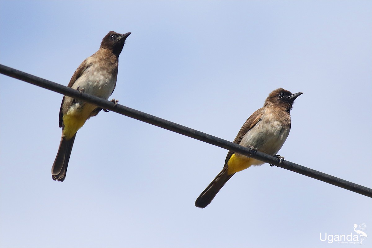 בולבול אפריקני - ML644401246