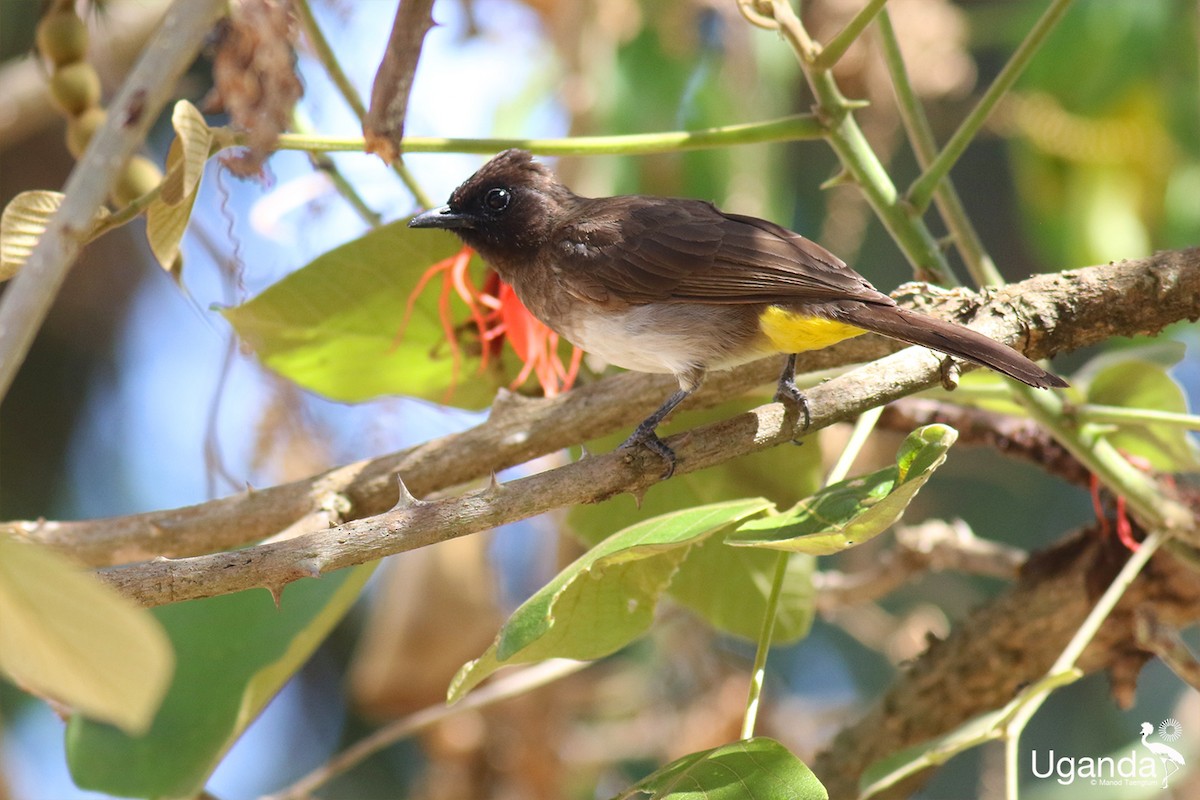 בולבול אפריקני - ML644401247
