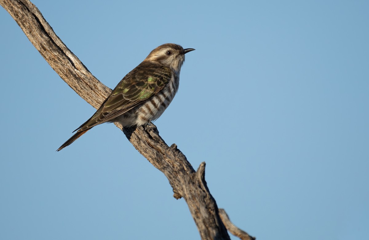 マミジロテリカッコウ - ML644401249