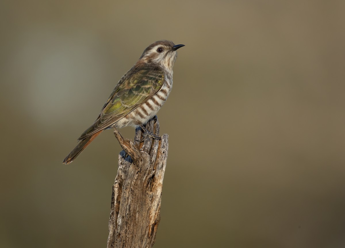 マミジロテリカッコウ - ML644401251