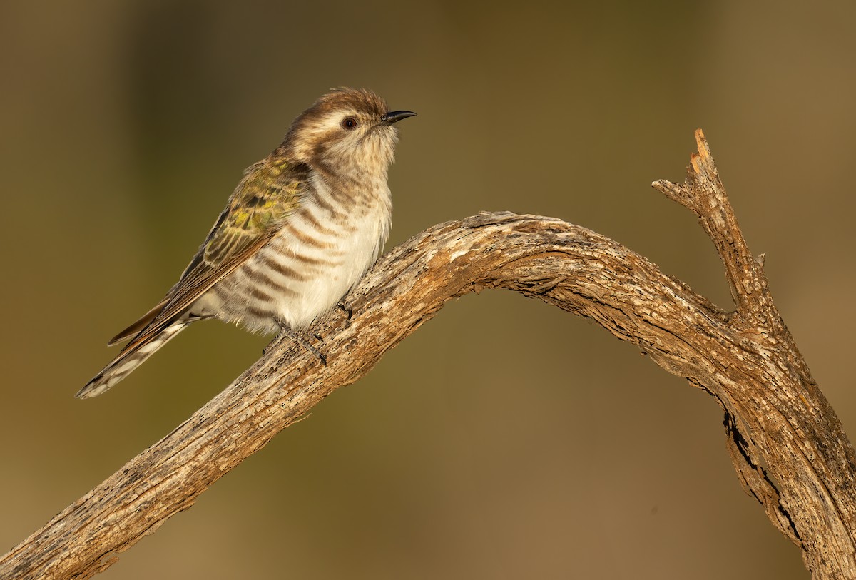 マミジロテリカッコウ - ML644401252