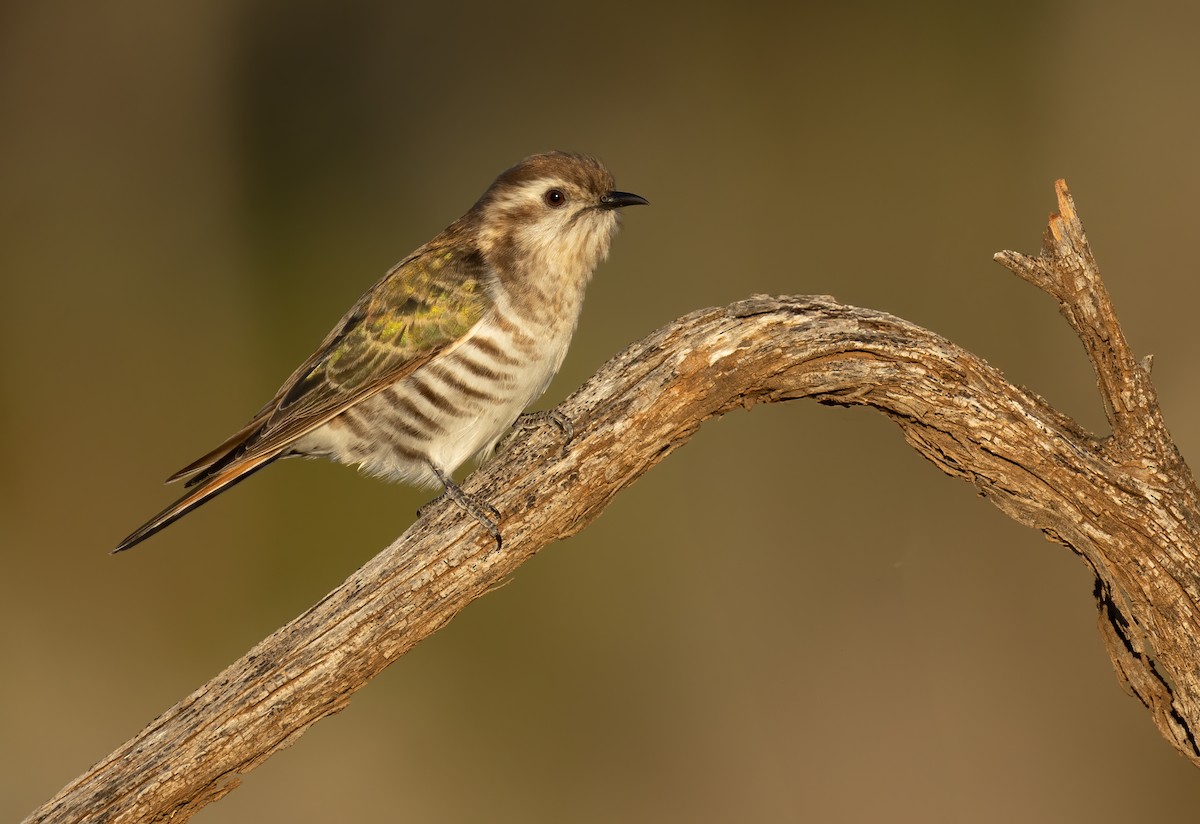 マミジロテリカッコウ - ML644401253