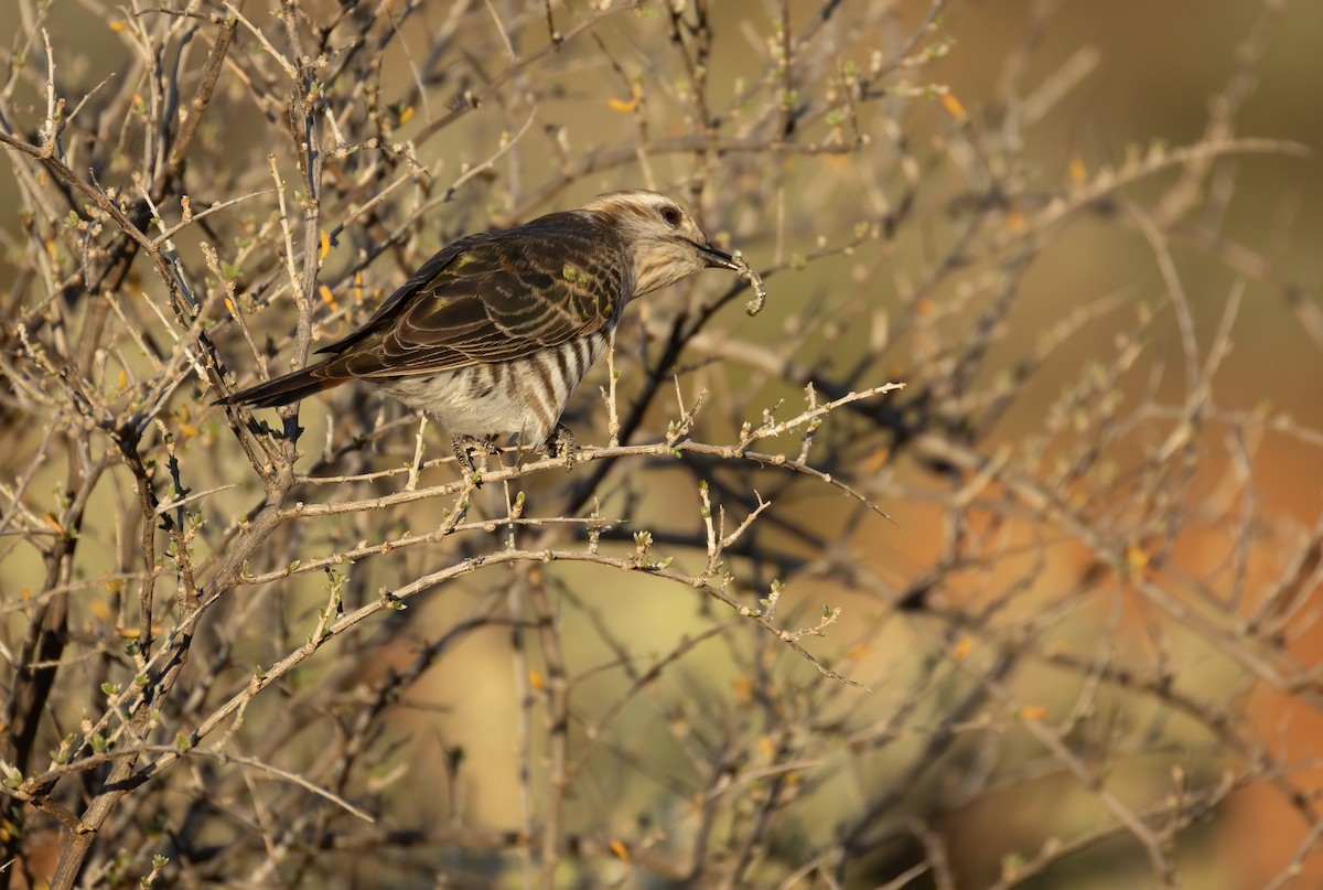 マミジロテリカッコウ - ML644401254