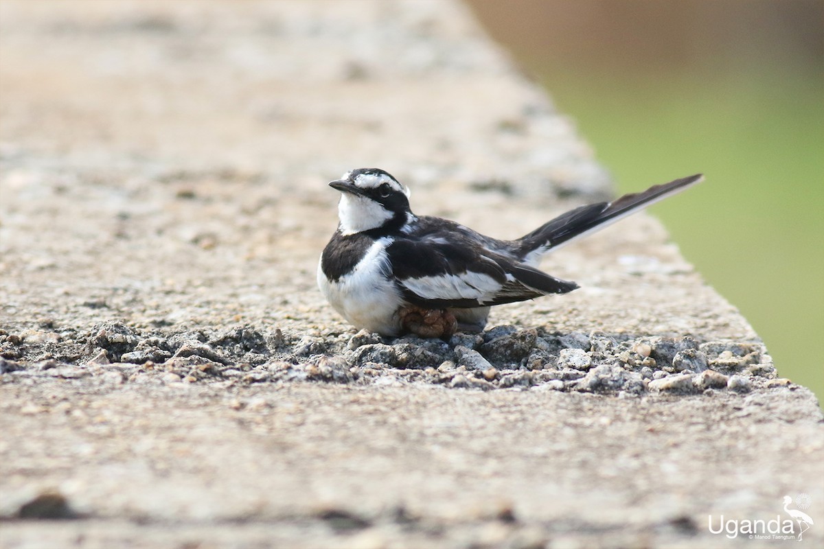 African Pied Wagtail - ML644401270