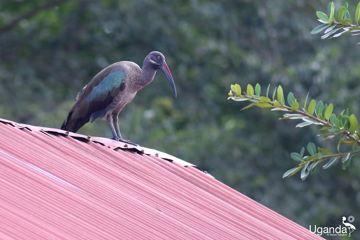 Hadada Ibis - ML644401281