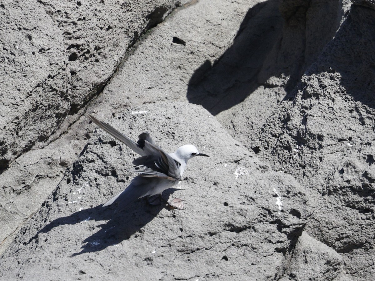 nody bělavý - ML644401282