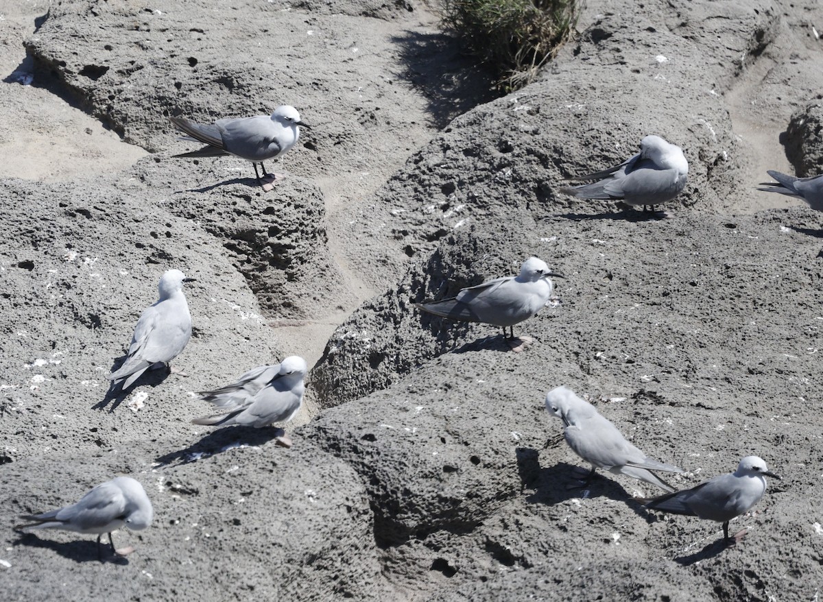 nody bělavý - ML644401283