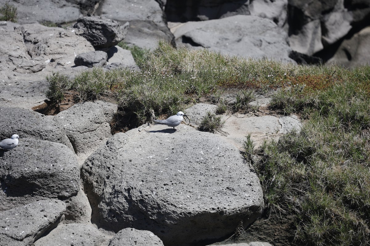 nody bělavý - ML644401284