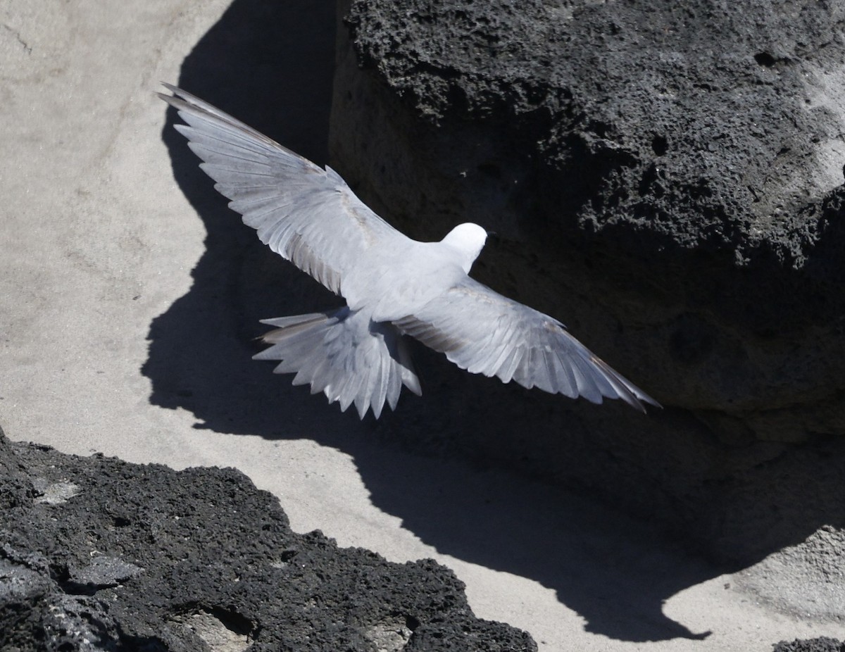 nody bělavý - ML644401285