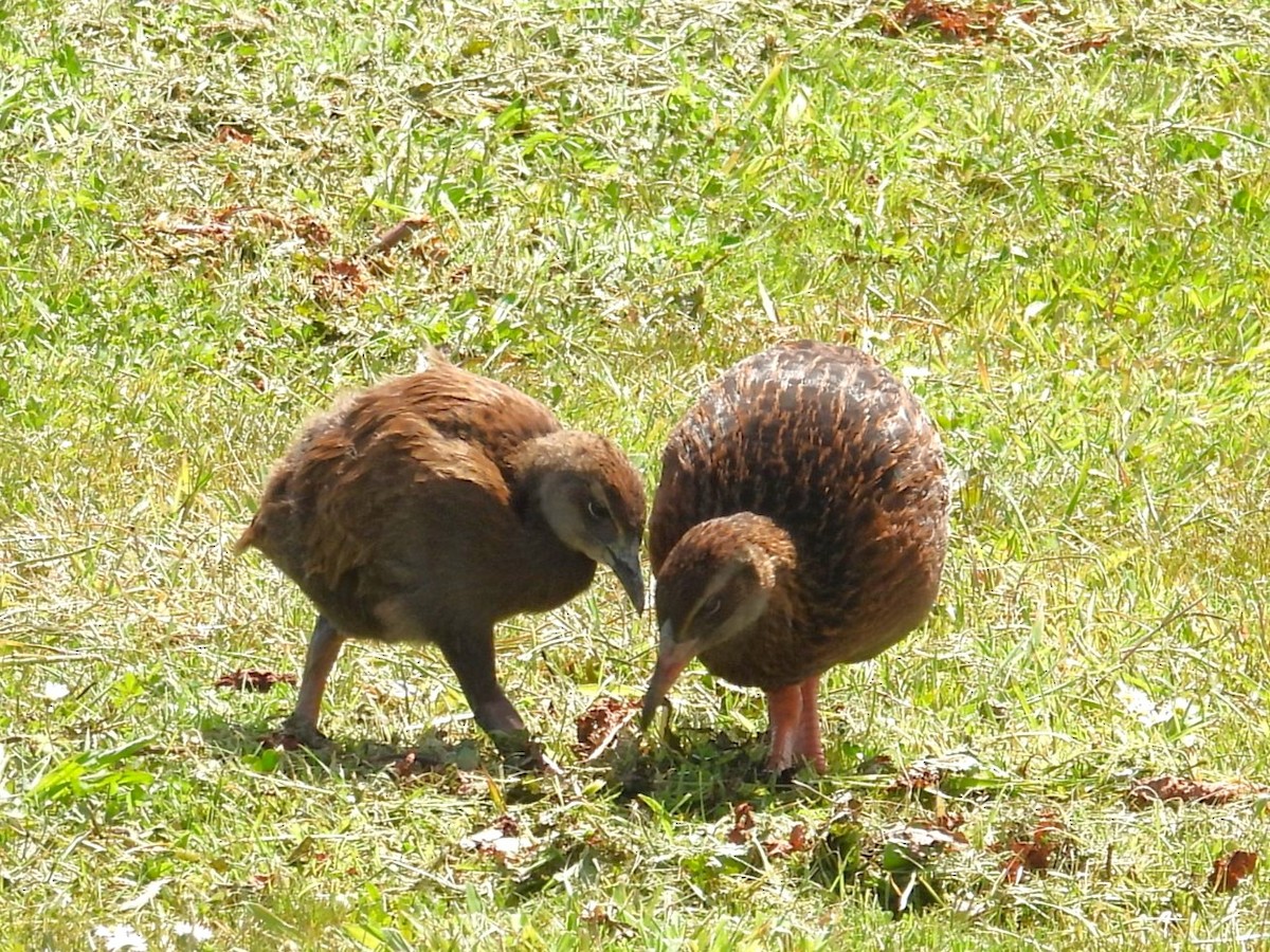 Уэка - ML644401287