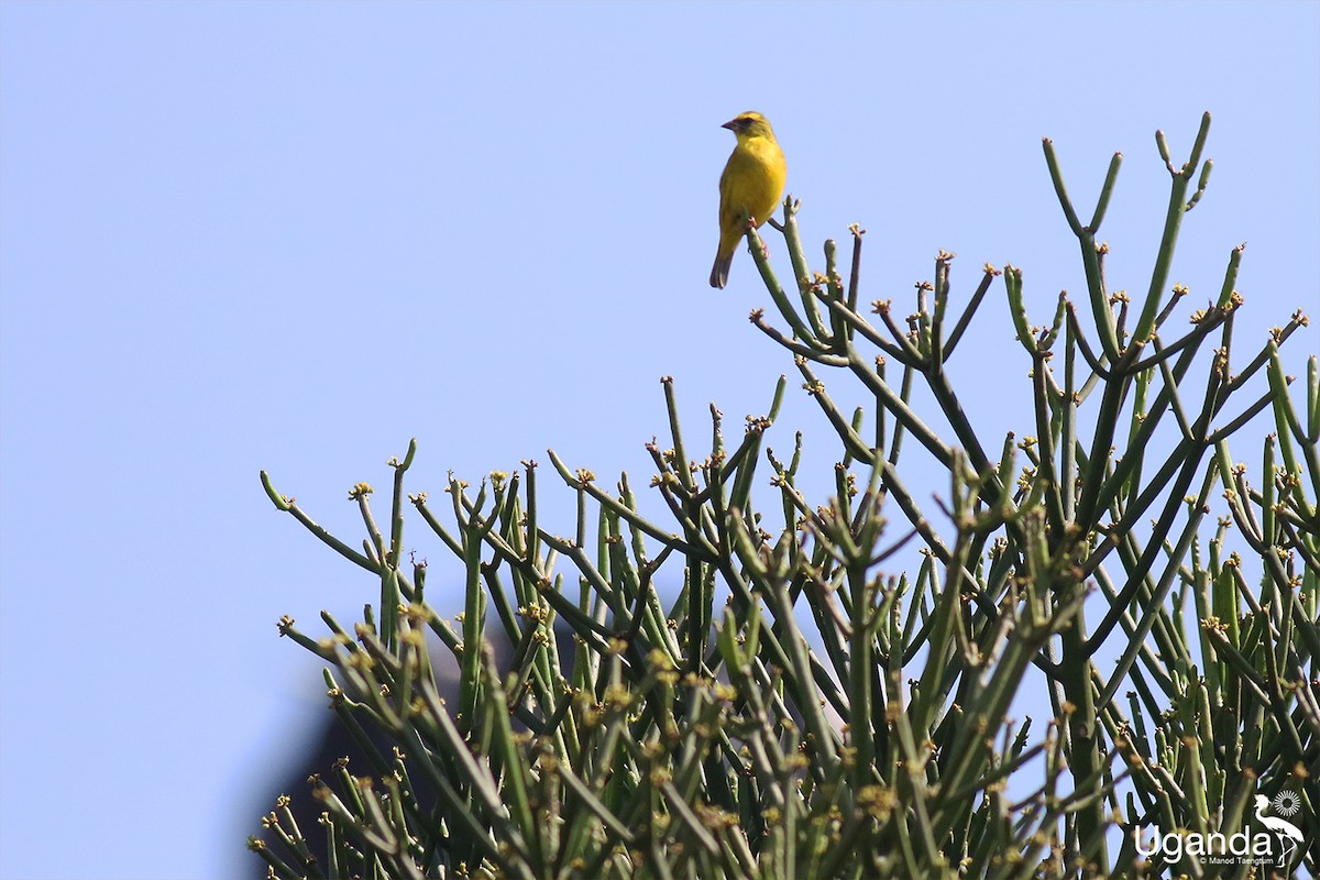 Western Citril - ML644401288