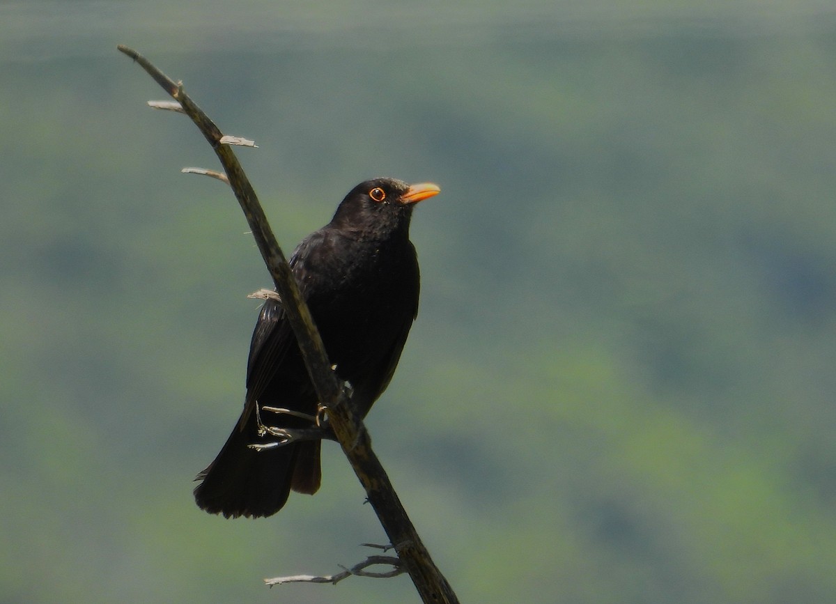 Eurasian Blackbird - ML644401299