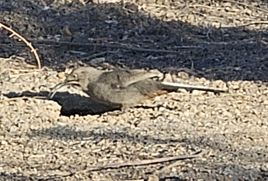 Crissal Thrasher - ML644401303