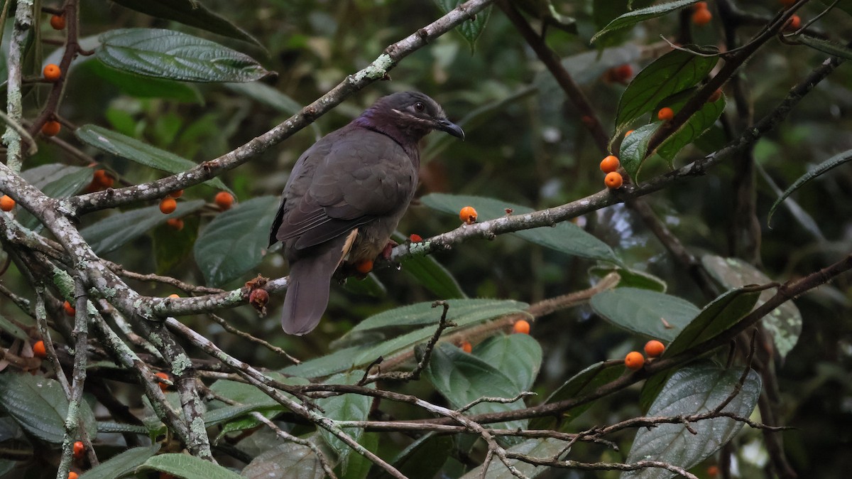 Amethyst Brown-Dove - ML644401313