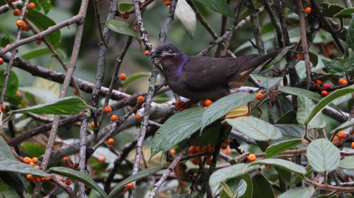 Amethyst Brown-Dove - ML644401314