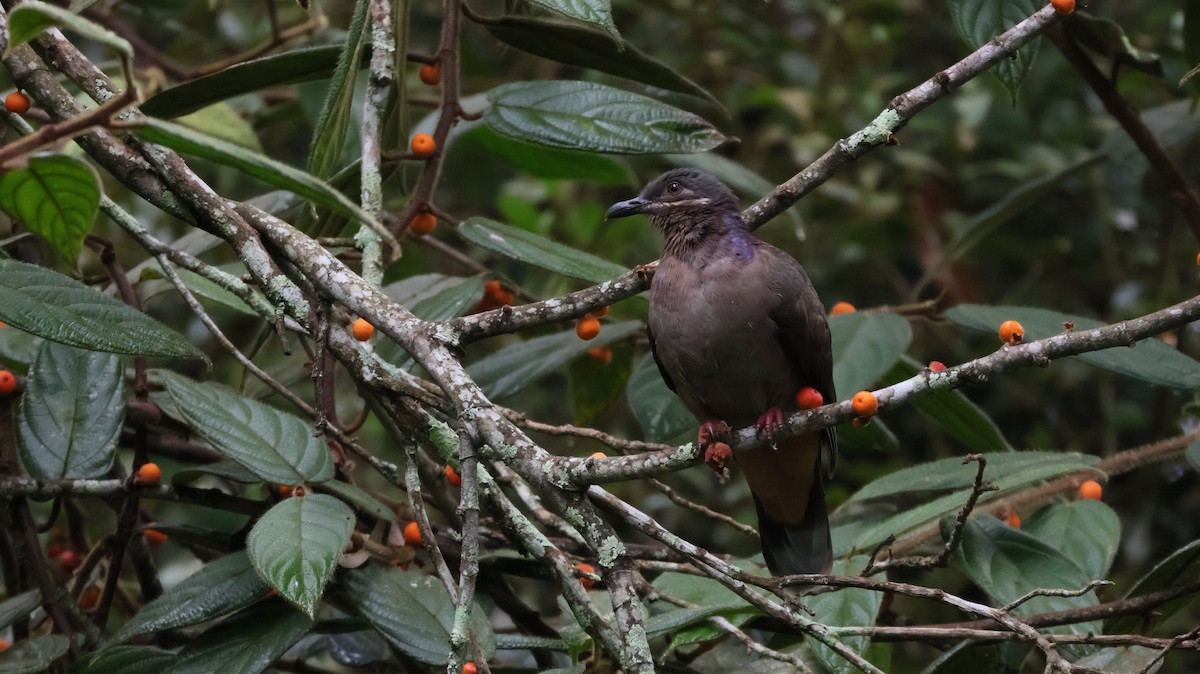 Amethyst Brown-Dove - ML644401316