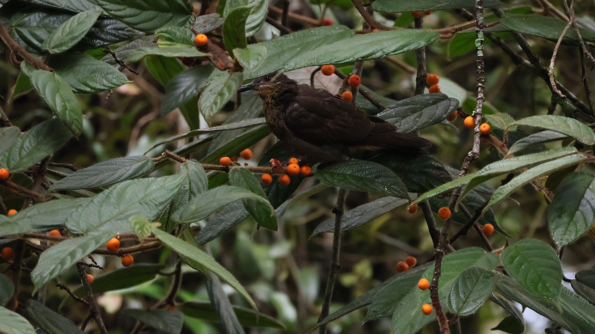 Amethyst Brown-Dove - ML644401317