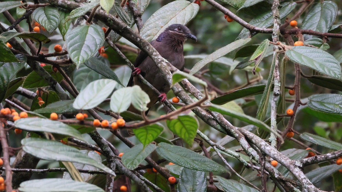 Amethyst Brown-Dove - ML644401318