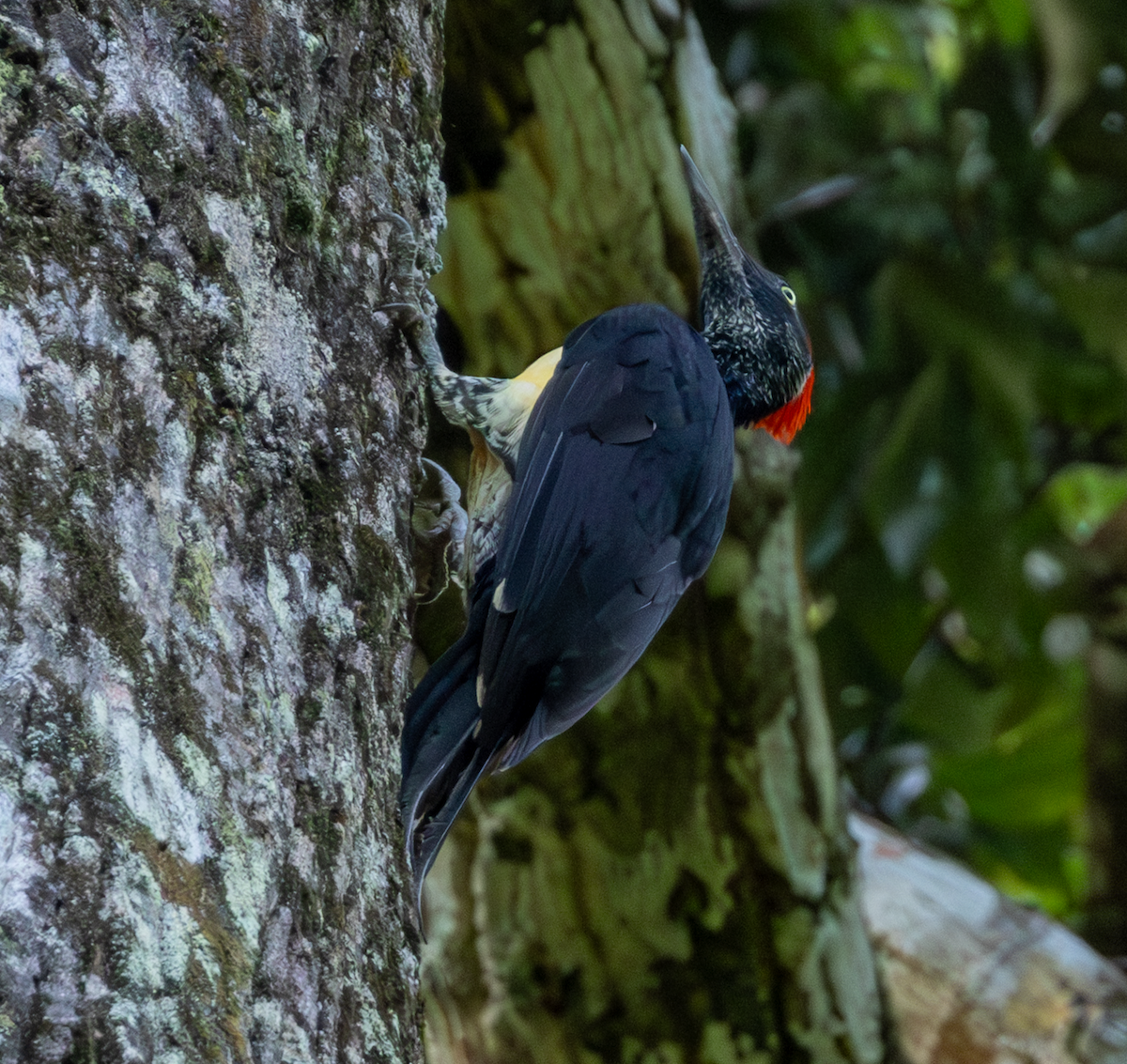 White-bellied Woodpecker - ML644401328