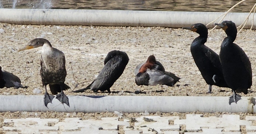 flodskarv - ML644401330