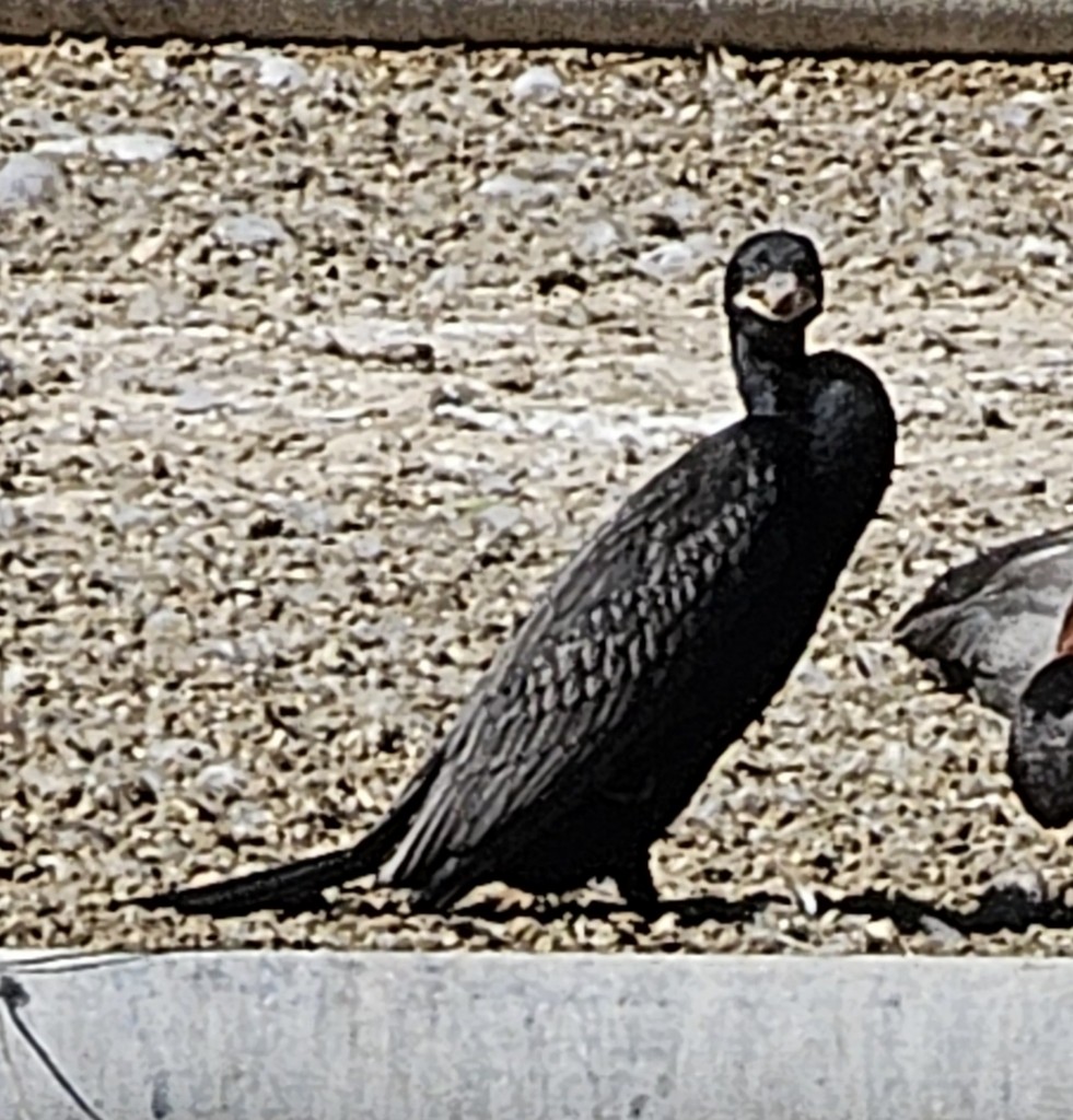 flodskarv - ML644401331