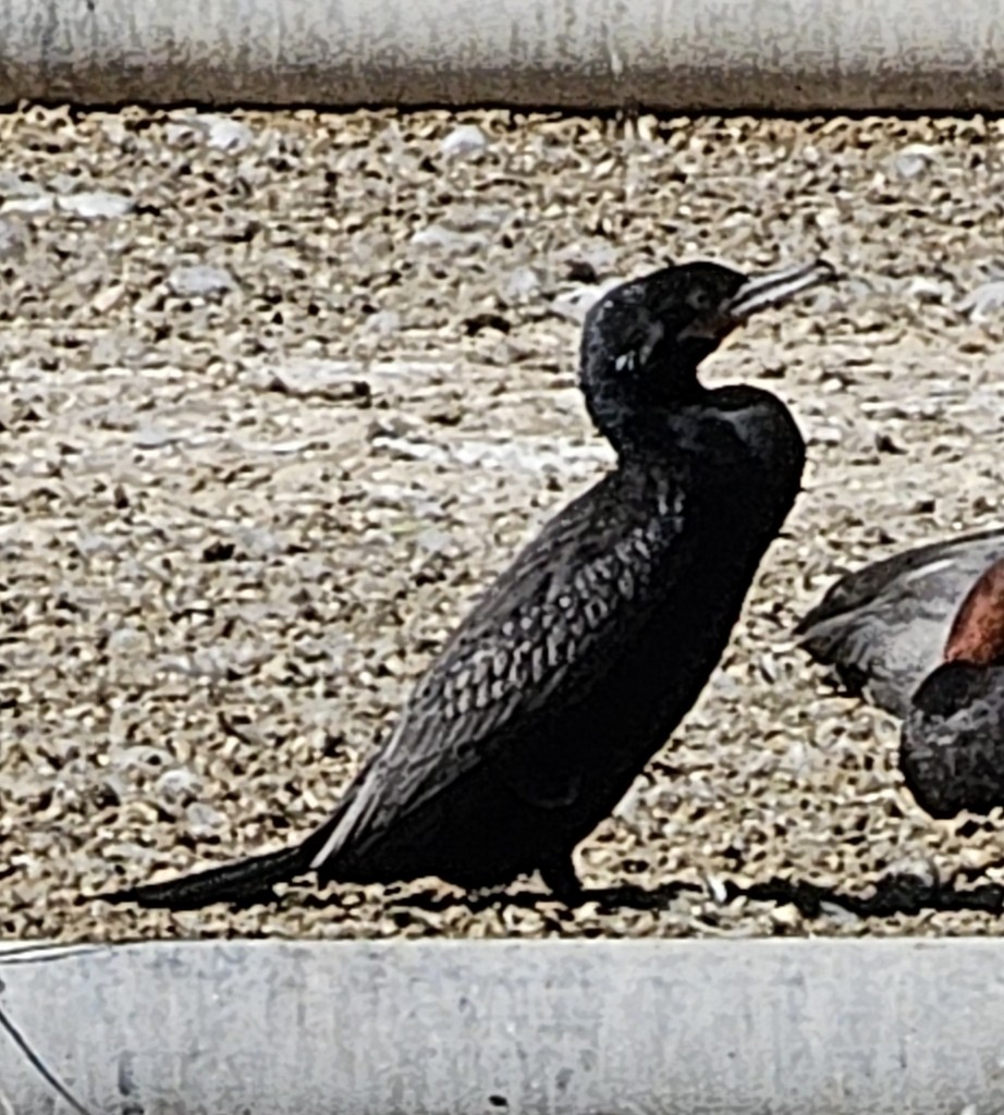 flodskarv - ML644401332