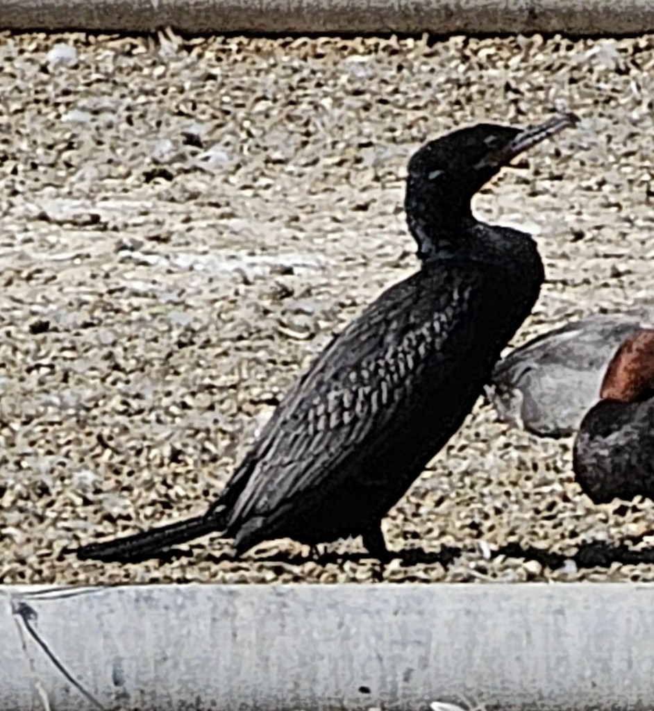 flodskarv - ML644401333