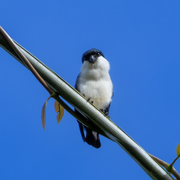 Philippine Falconet - ML644401334