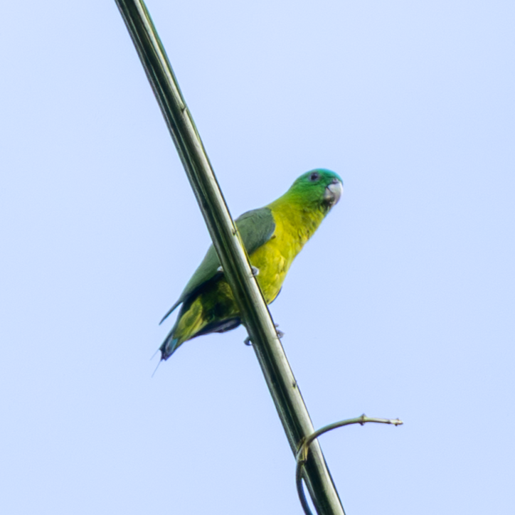 Blue-crowned Racquet-tail - ML644401336