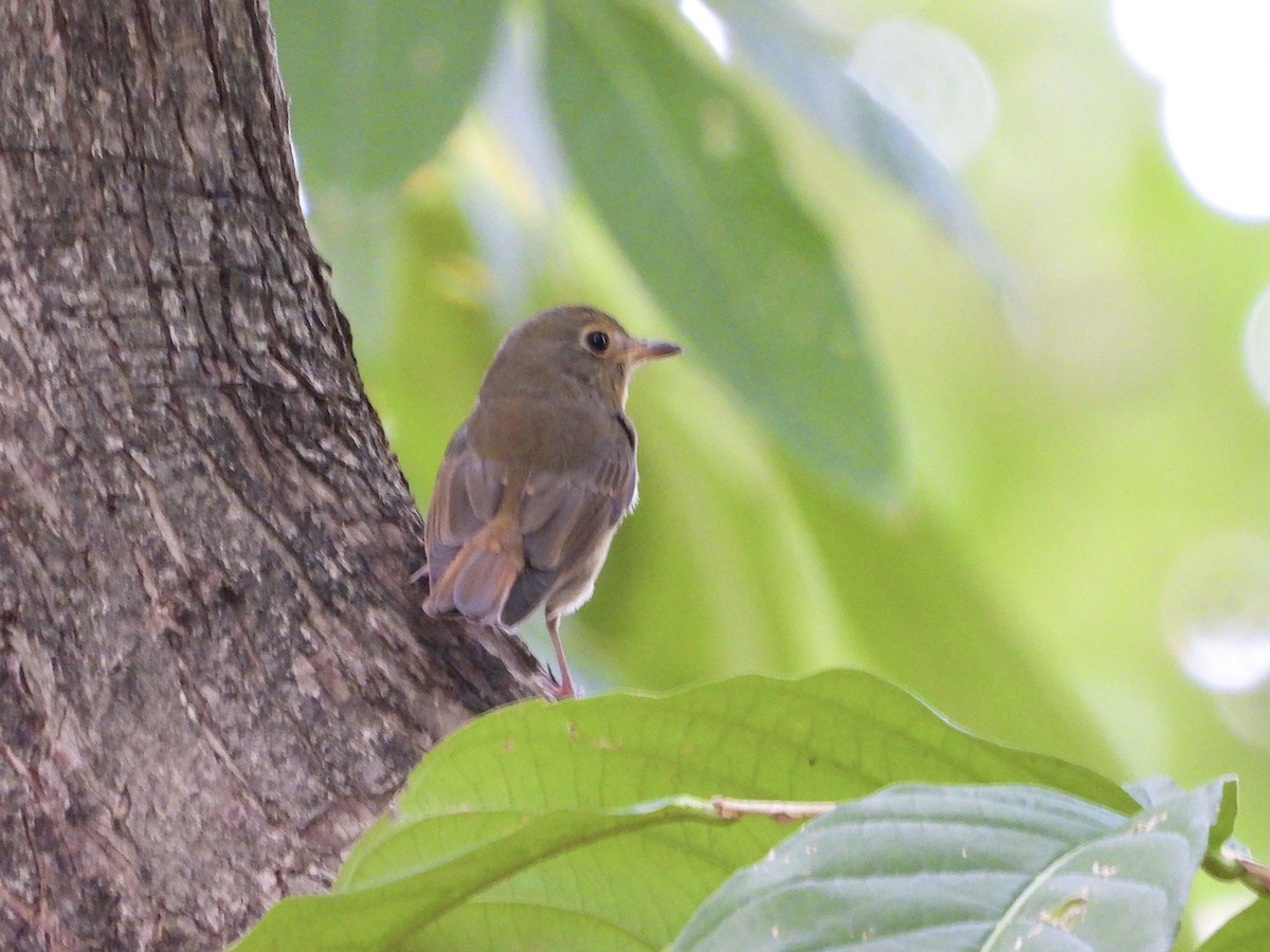 Hainan Blue Flycatcher - ML644401337
