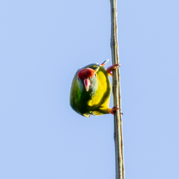 Philippine Hanging-Parrot - ML644401341